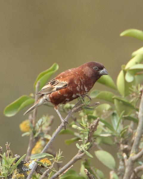 Chestnut Sparrow