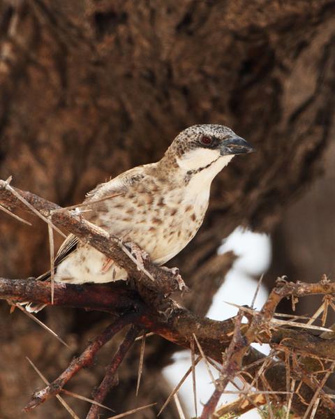Donaldson-Smith's Sparrow-Weaver