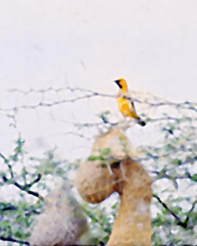 Black-necked Weaver
