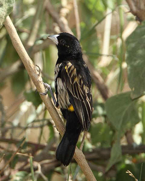 Marsh Widowbird