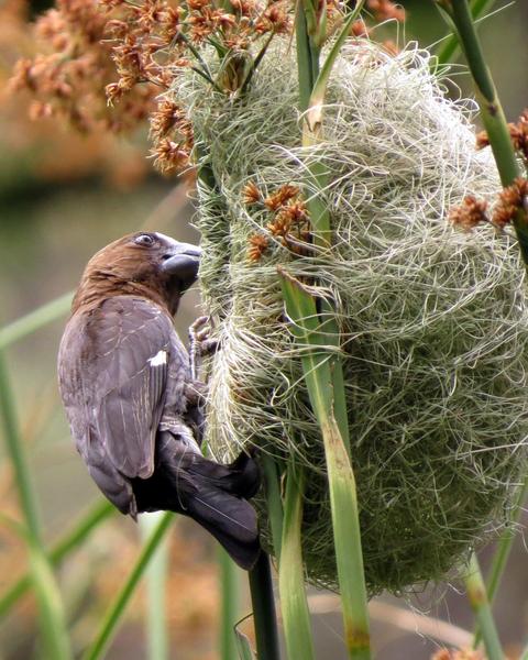 Grosbeak Weaver