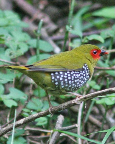 Green-backed Twinspot