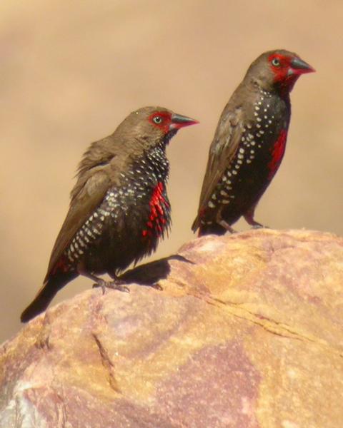 Painted Firetail