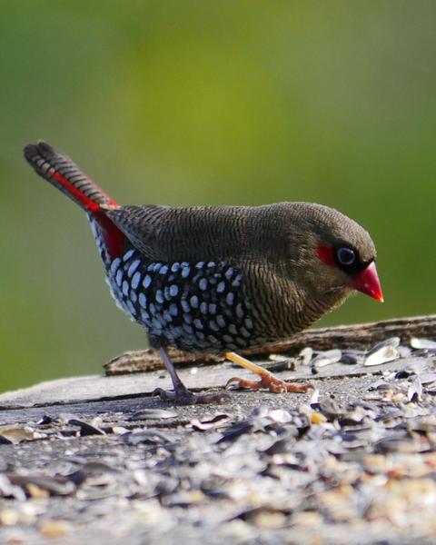 Red-eared Firetail