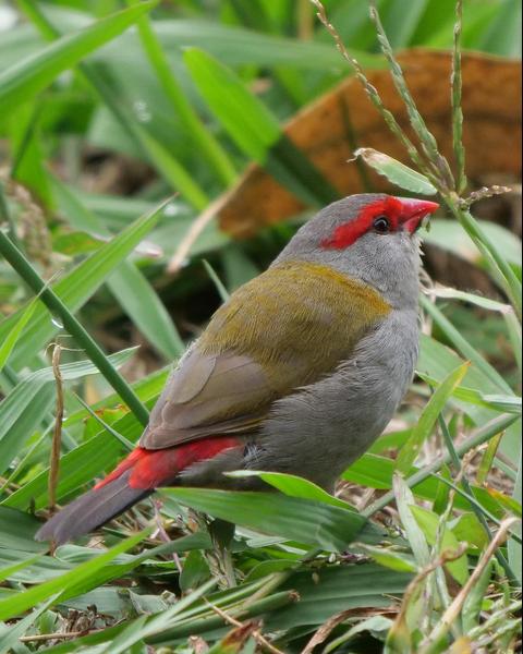 Red-browed Firetail