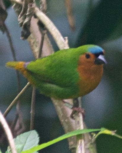 Tawny-breasted Parrotfinch