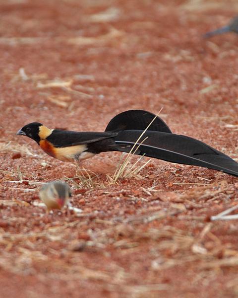 Broad-tailed Paradise-Whydah