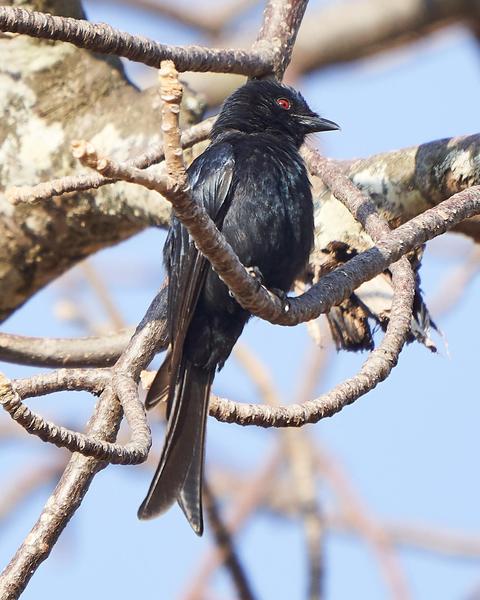 Fork-tailed Drongo-Cuckoo