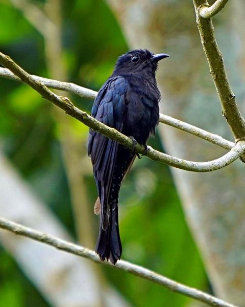Square-tailed Drongo-Cuckoo
