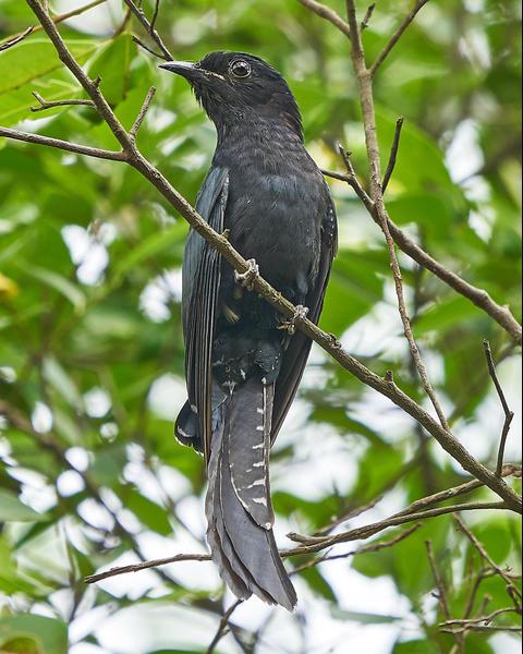Square-tailed Drongo-Cuckoo
