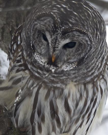 Barred Owl (Northern)