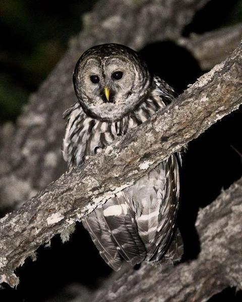 Barred Owl (Cinereous)