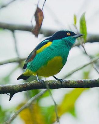 Black-faced Dacnis (Yellow-tufted)