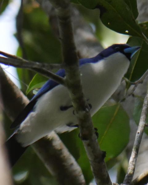 Blue Vanga (Madagascar)