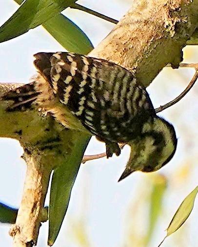 Sunda Woodpecker