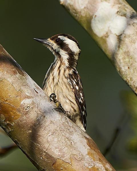 Sunda Woodpecker