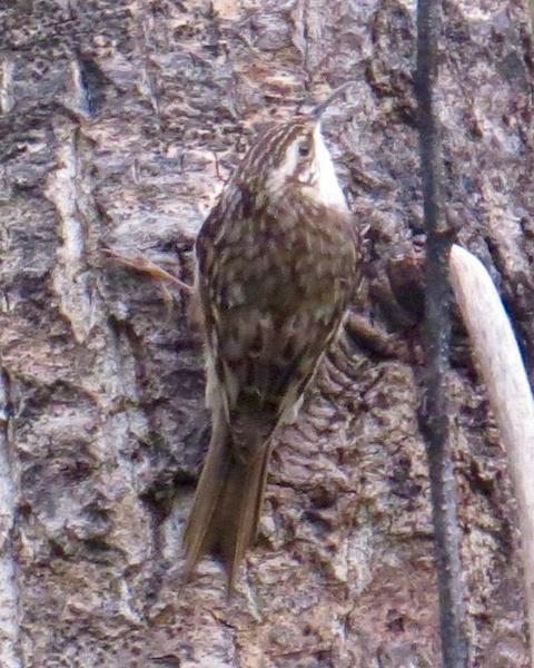Brown Creeper (occidentalis Group)