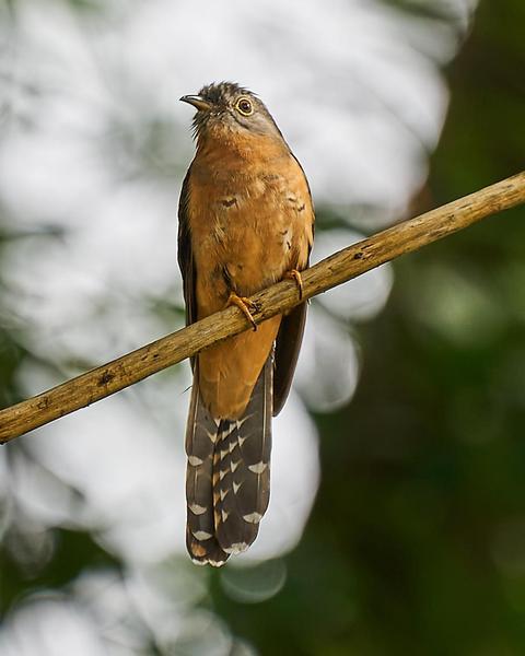 Brush Cuckoo (Rusty-breasted)