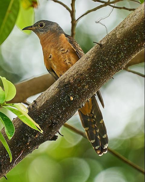Brush Cuckoo (Rusty-breasted)