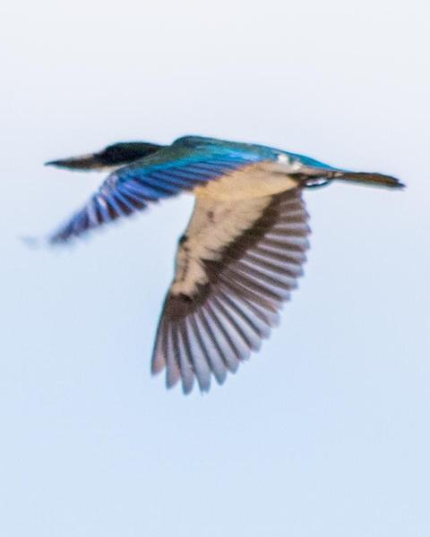 Torresian Kingfisher