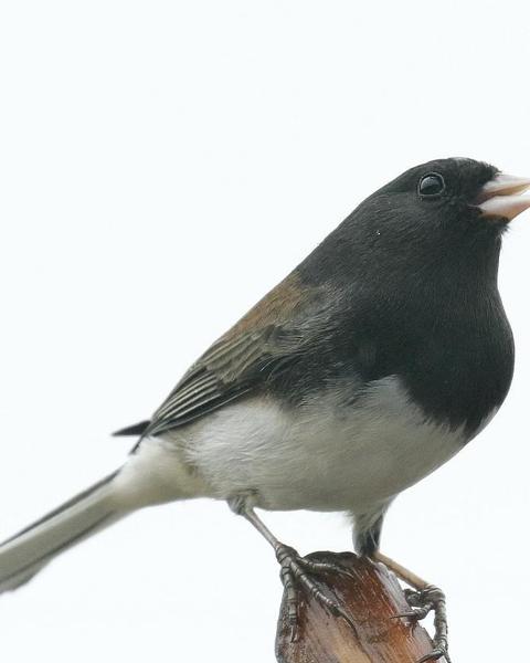 Dark-eyed Junco (Slate-colored/cismontanus)