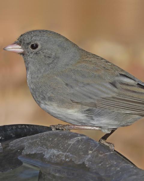 Dark-eyed Junco (Slate-colored/cismontanus)