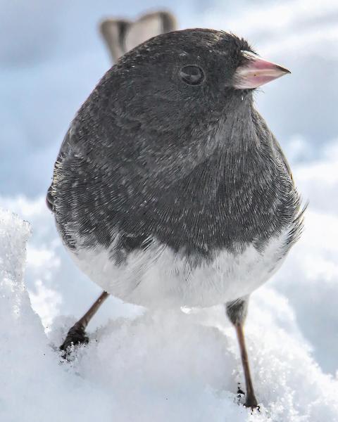 Dark-eyed Junco (Slate-colored/cismontanus)