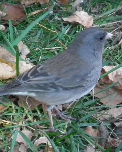 Dark-eyed Junco (Slate-colored/cismontanus)