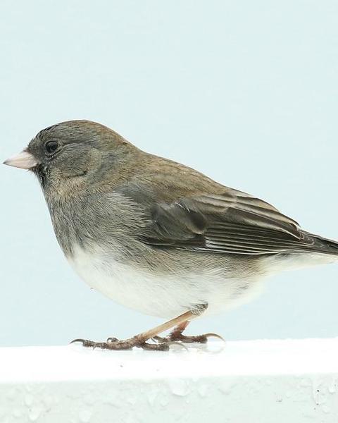 Dark-eyed Junco (Slate-colored/cismontanus)