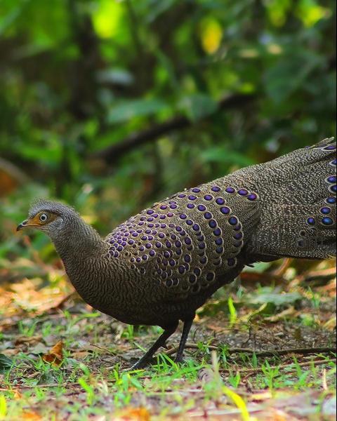 Gray Peacock-Pheasant