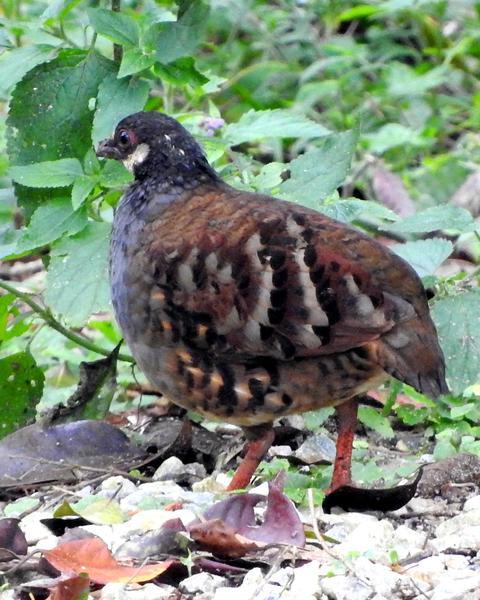 Malaysian Partridge