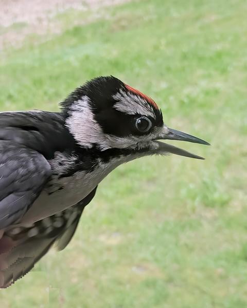 Hairy Woodpecker (Pacific)
