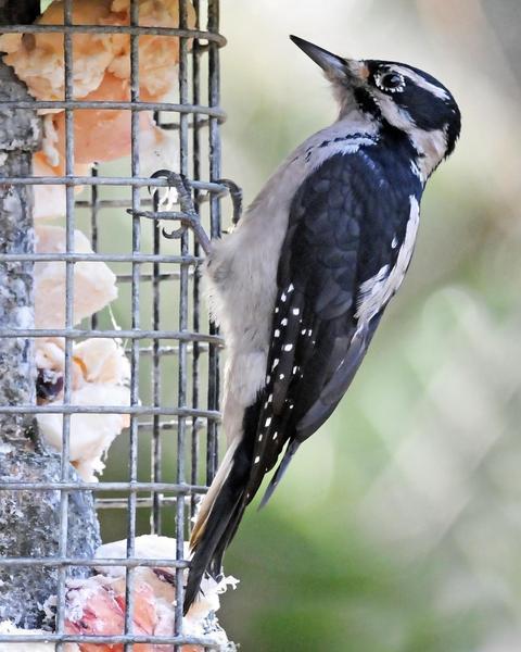 Hairy Woodpecker (Pacific)