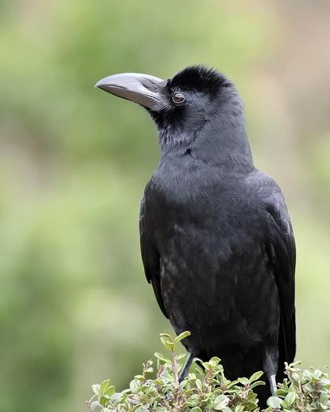 Large-billed Crow (Indian Jungle)