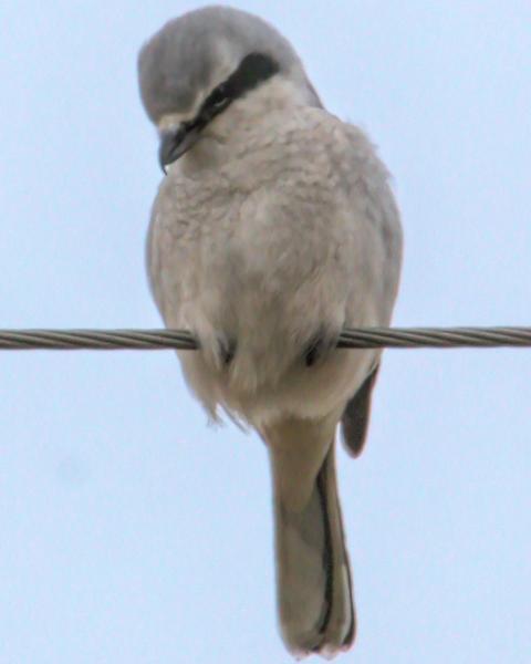 Northern Shrike (American)