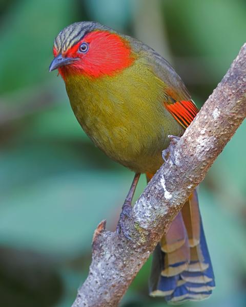 Red-faced Liocichla