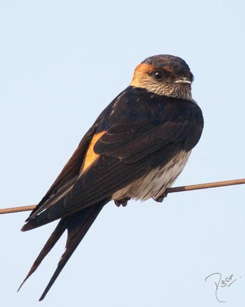 Red-rumped Swallow (West African)