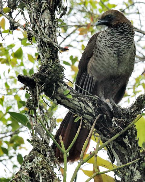 Scaled Chachalaca