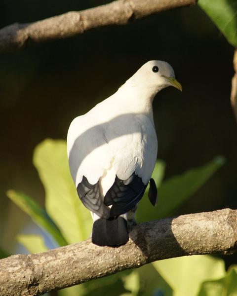 Torresian Imperial-Pigeon