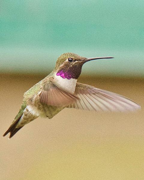 Black-chinned x Anna's Hummingbird (hybrid)