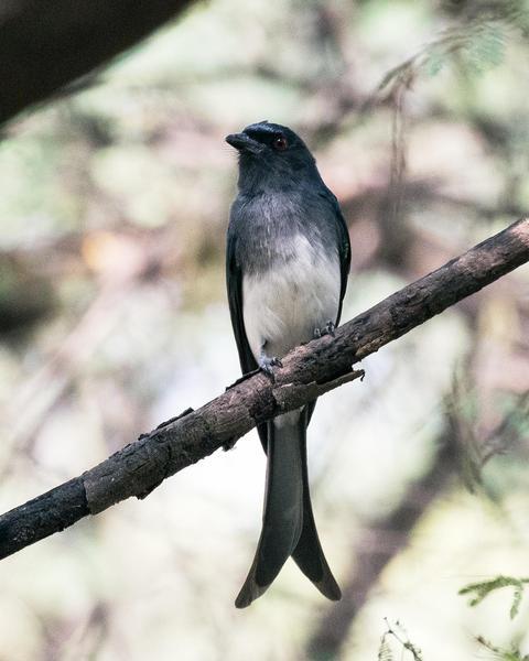 White-bellied Drongo (White-bellied)