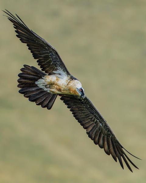 Bearded Vulture (Eurasian)