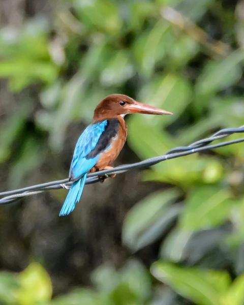 Brown-breasted Kingfisher