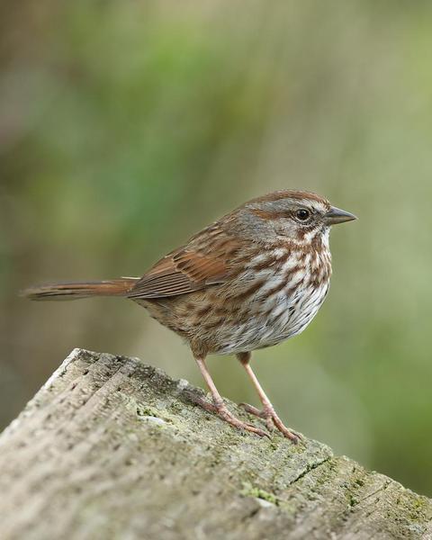 Song Sparrow (rufina Group)