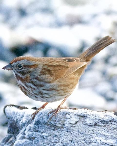 Song Sparrow (rufina Group)