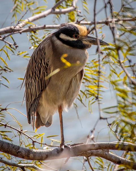 Yellow-crowned Night-Heron (Yellow-crowned)