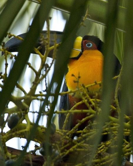 Channel-billed Toucan (Ariel)