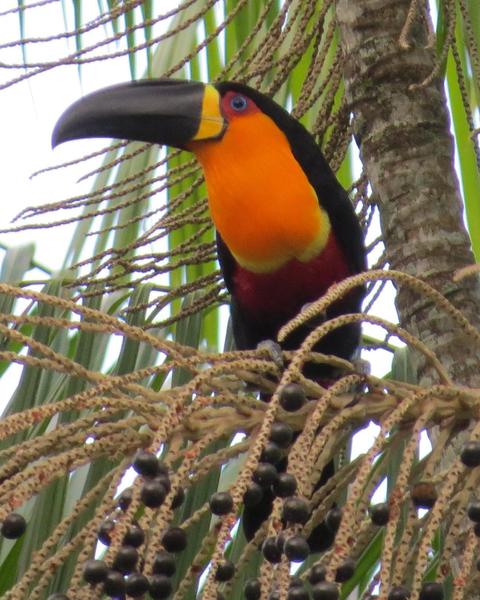 Channel-billed Toucan (Ariel)