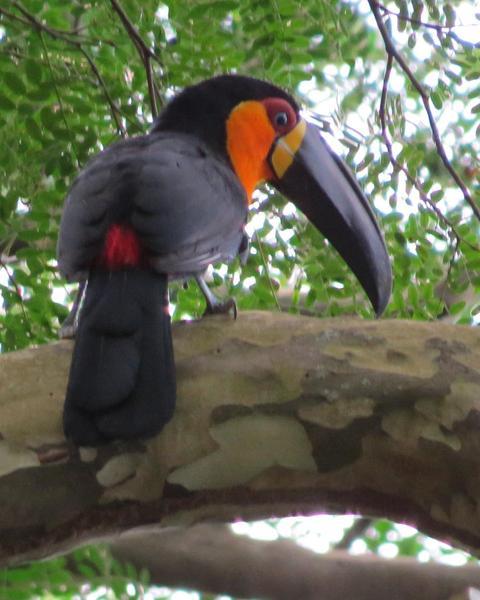 Channel-billed Toucan (Ariel)