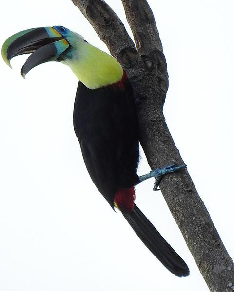 Channel-billed Toucan (Citron-throated)